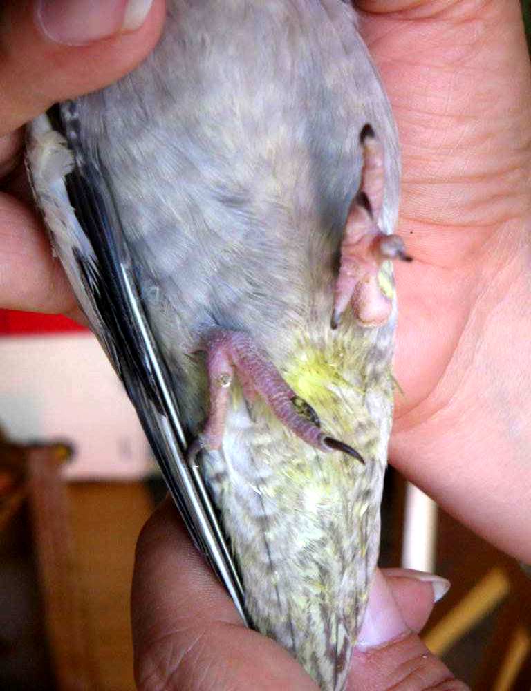 oiseaux 005.jpg2.jpg