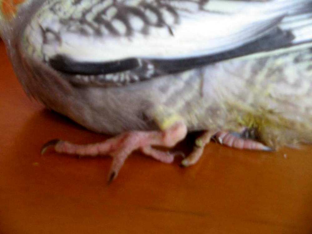 oiseaux 007.jpg2.jpg