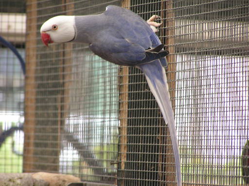 collier violet tbqb.jpg