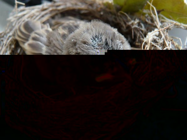 P1150581 (Copier).JPG