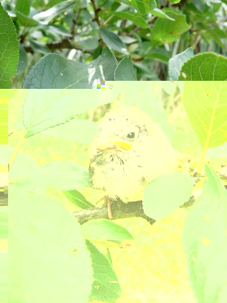 P1150646 (Copier).JPG