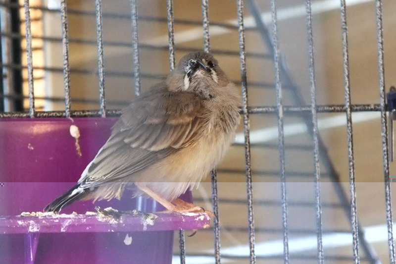 DSCF8792 (Copier).JPG