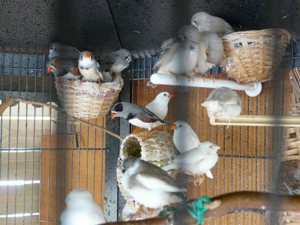 P1290057 (Copier).JPG