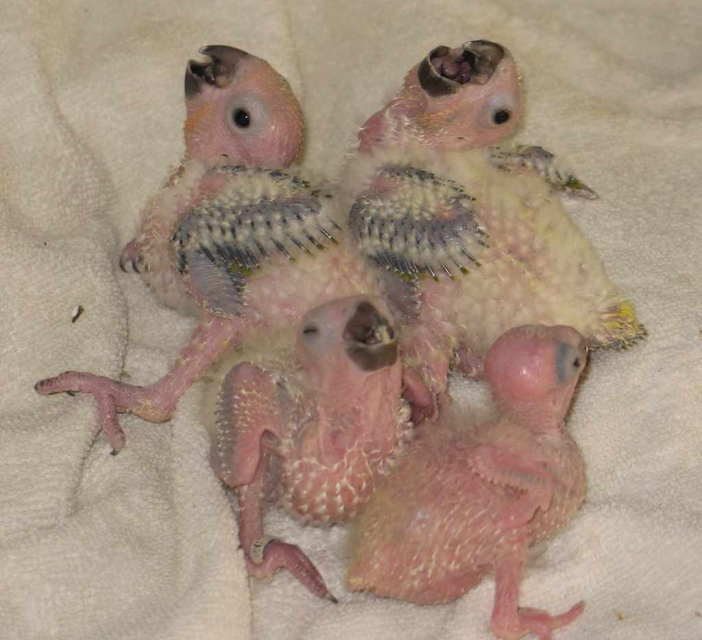 0707bbsoleil 001a.jpg