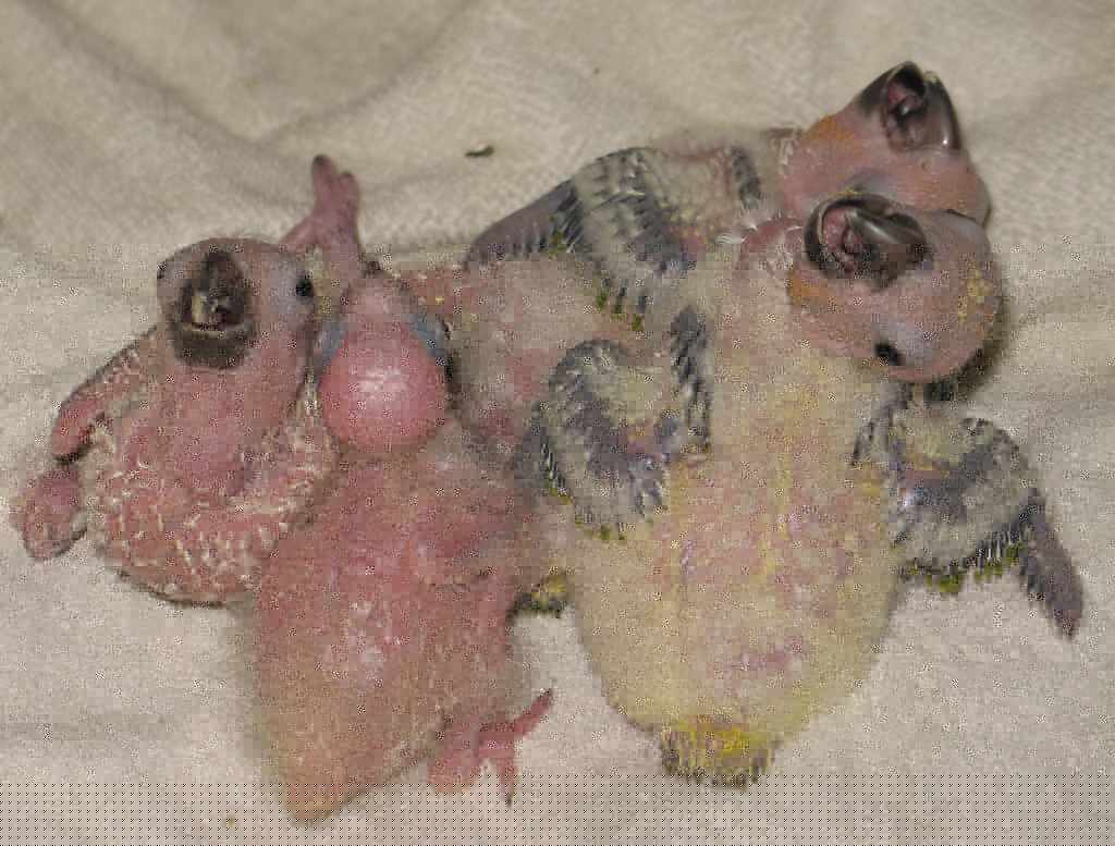 0707bbsoleil 002a.jpg