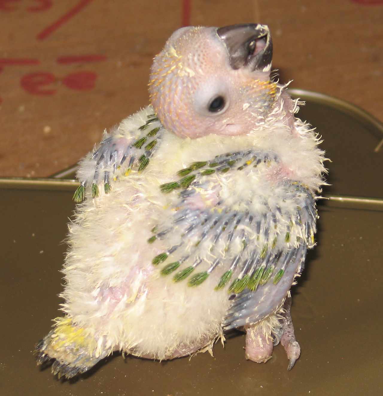 soleil110710 034.jpg