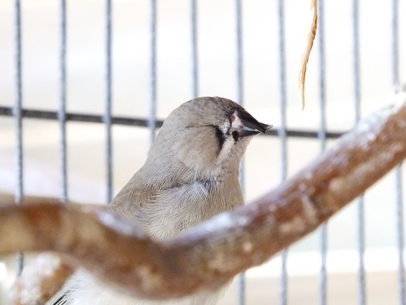 DSCF0424 (Copier).JPG