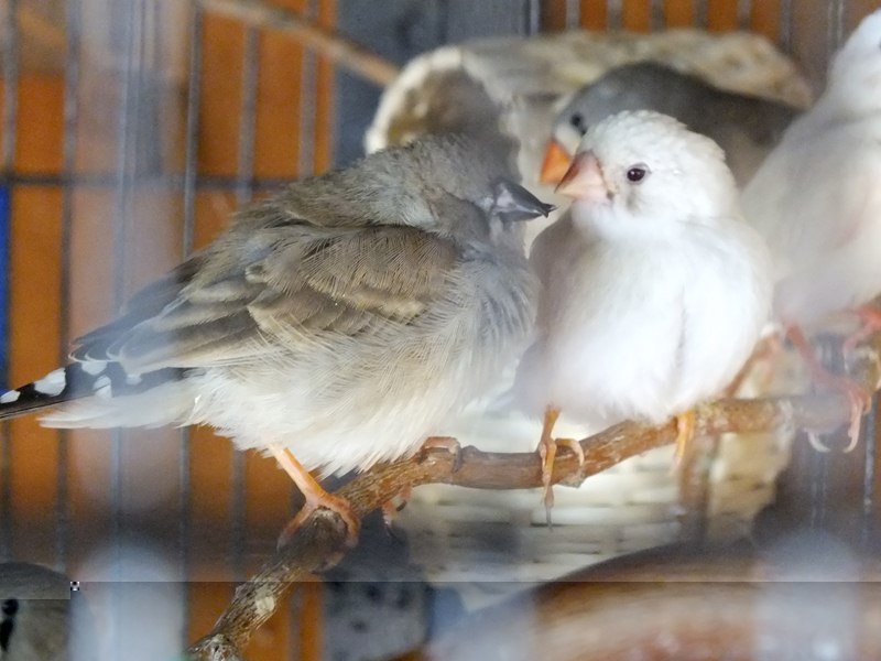 DSCF0433 (Copier).JPG