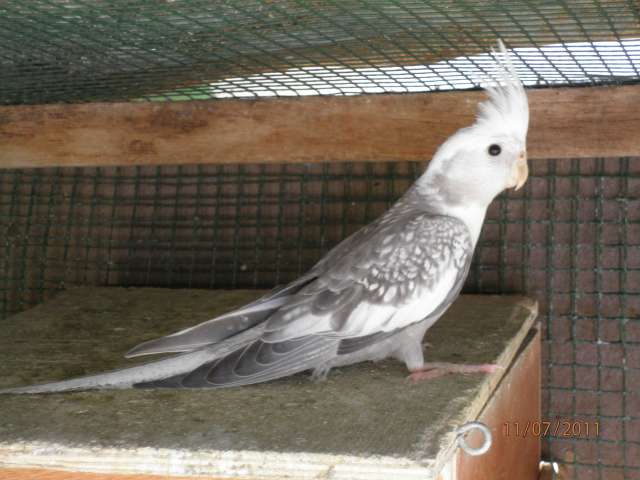 calo mimi (1)_PhotoRedukto.jpg