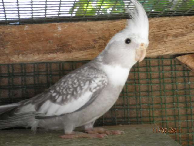 calo mimi (3)_PhotoRedukto.jpg