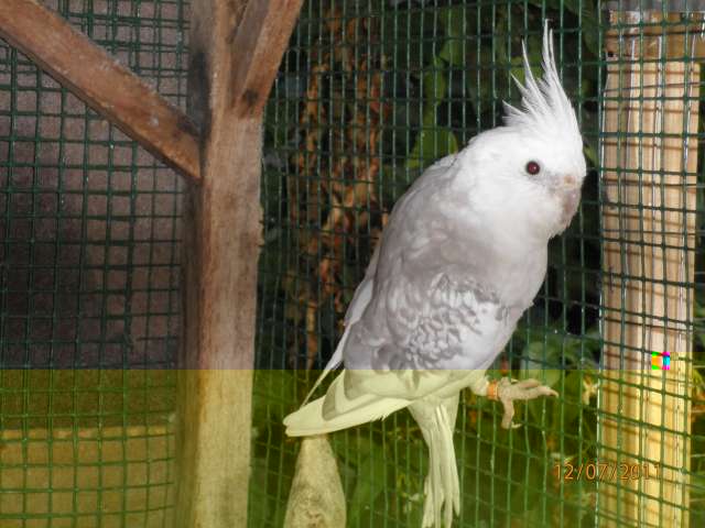 calo ma cherie (1)_PhotoRedukto.jpg