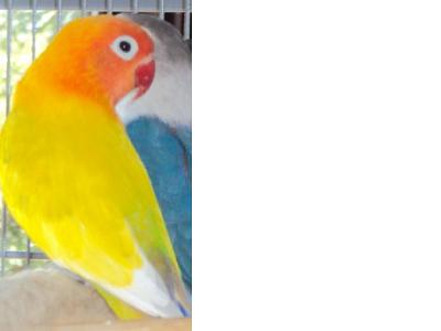 FISHER OU PERSONATA3.JPG