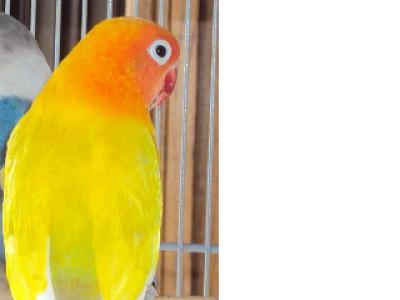 FISHER OU PERSONATA4.JPG