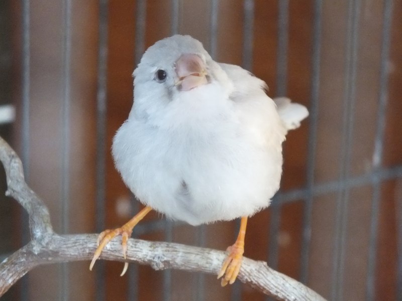 DSCF0680 (Copier).JPG