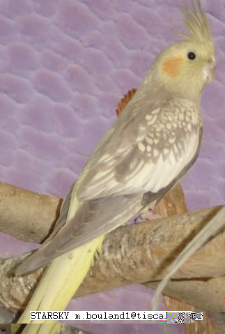 fille kitty DSC01277.jpg