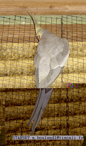 normal cinamon DSC01260.jpg