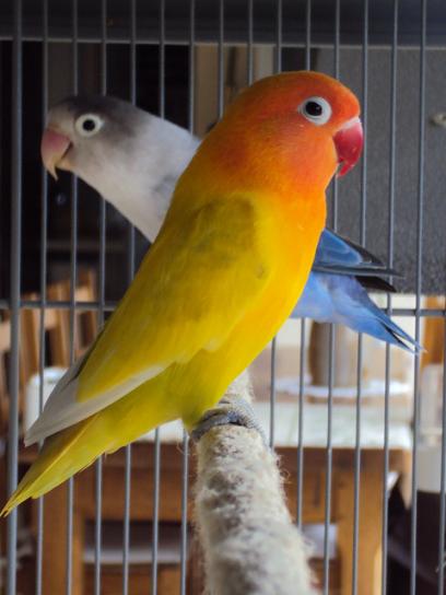 FISHER OU PERSONATA10.1.JPG