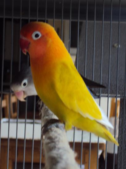 FISHER OU PERSONATA12.1.JPG