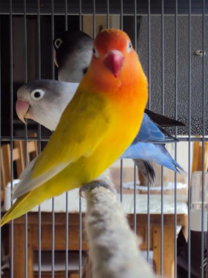 FISHER OU PERSONATA13.1.JPG