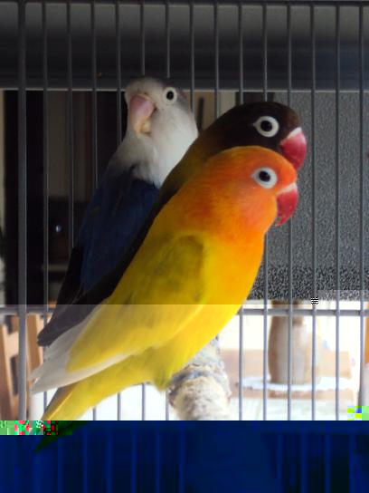 FISHER OU PERSONATA8.1.JPG