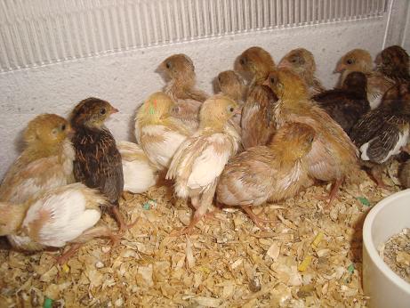 les petites cailles Ã  11 jours 01(small).JPG