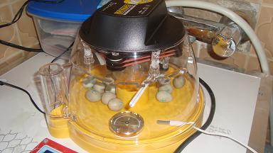 couveuse Brinsea avec chauffage dynamique 01(small).JPG