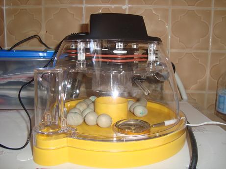 couveuse Brinsea avec chauffage dynamique 02(small).JPG