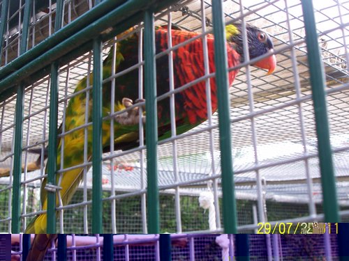 voliÃ¨re Loris (3).JPG