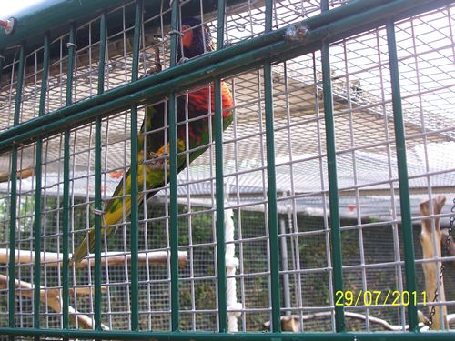 voliÃ¨re Loris.JPG