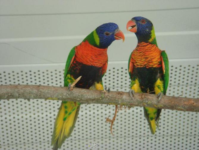 DSC05268 - Copie.JPG