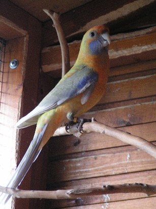 pennant silver orange 1.JPG