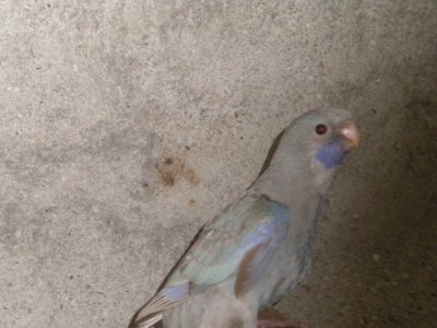 jeunes argentÃ© cin.jpg