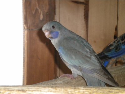 jeunes argentÃ© cin 2.jpg