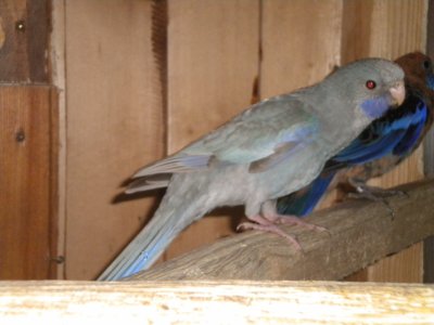 jeunes argentÃ© 3.jpg