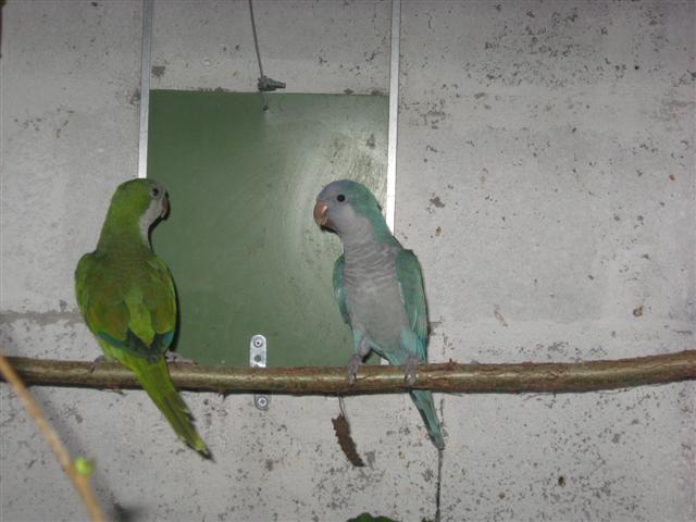 souris 002 (Small).jpg