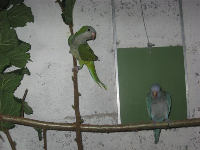 souris 004 (Small).jpg