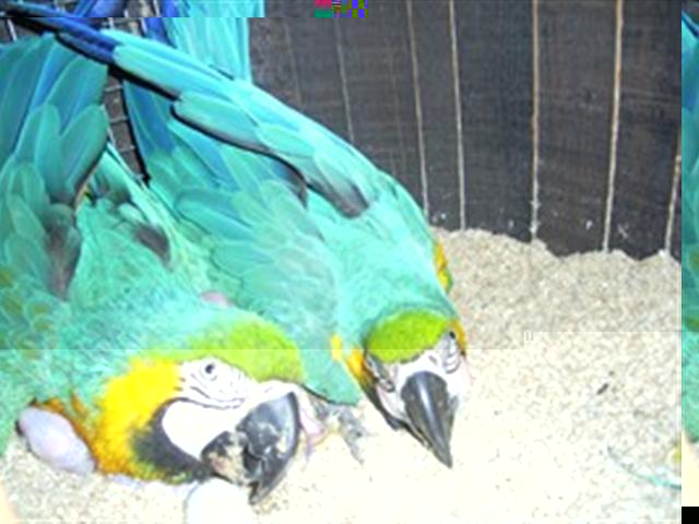 PIC_0001 -Copier- (Small).JPG