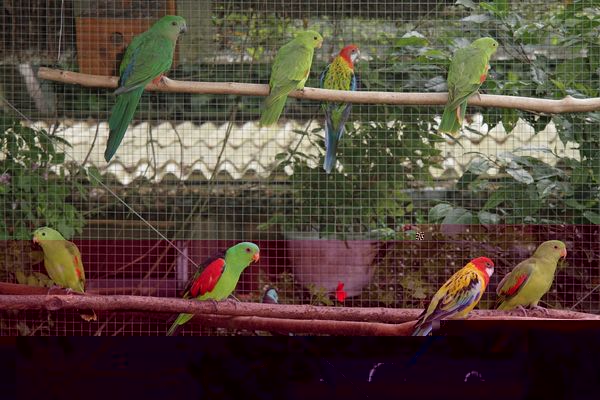 VoliÃ¨res d'agrÃ©ment IMG_1006-2.jpg