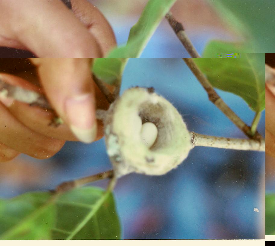 Nid  Colibri JamaÃ¯que 002.jpg