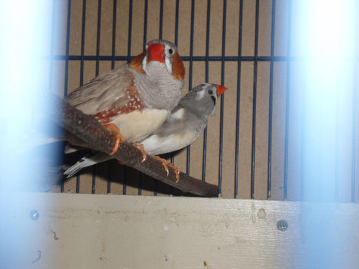 gros mandarin redim.jpg