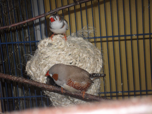 gros mandarin 2 redim.jpg