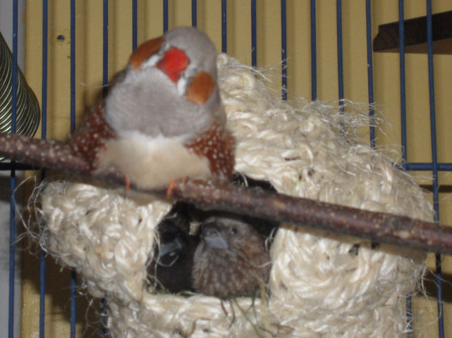 gros bourdon bis.jpg