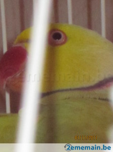 105973905-magnifique-lacewing-de-3ans-perruche-a-collier.jpg