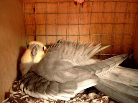 MALE CALO GRIS AU NID.jpg