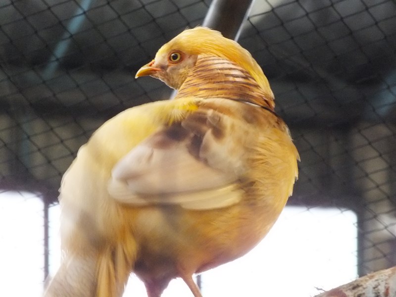 DSCF4871 (Copier).JPG