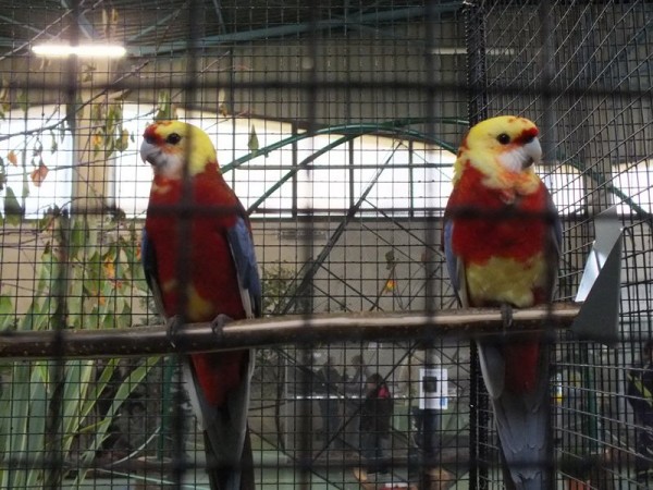 DSCF4820 (Copier).JPG