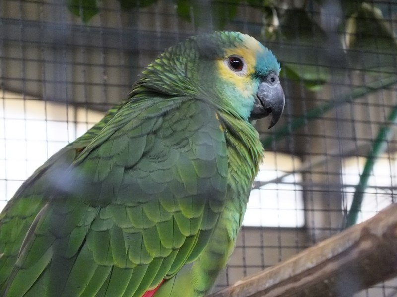 DSCF4829 (Copier).JPG