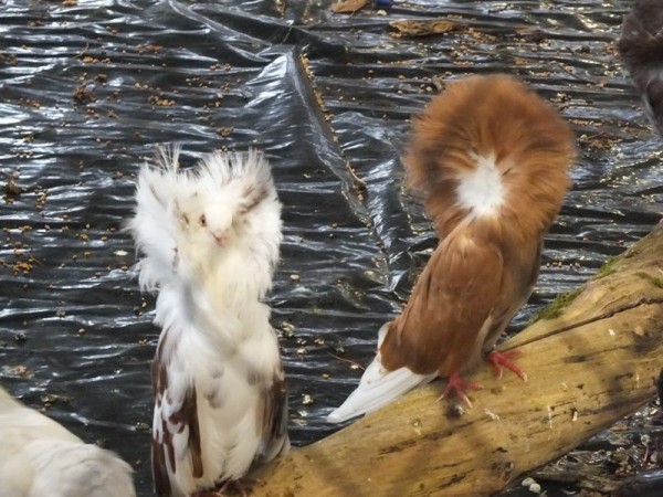 DSCF4853 (Copier).JPG