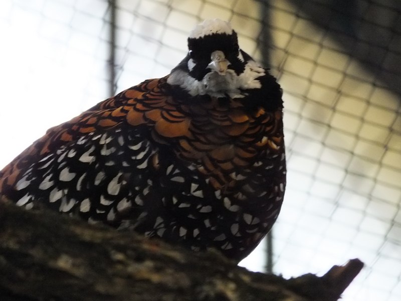 DSCF4857 (Copier).JPG