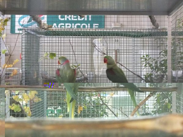 DSCF4884 (Copier).JPG